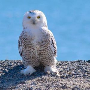 Meet your Posher, Joyce